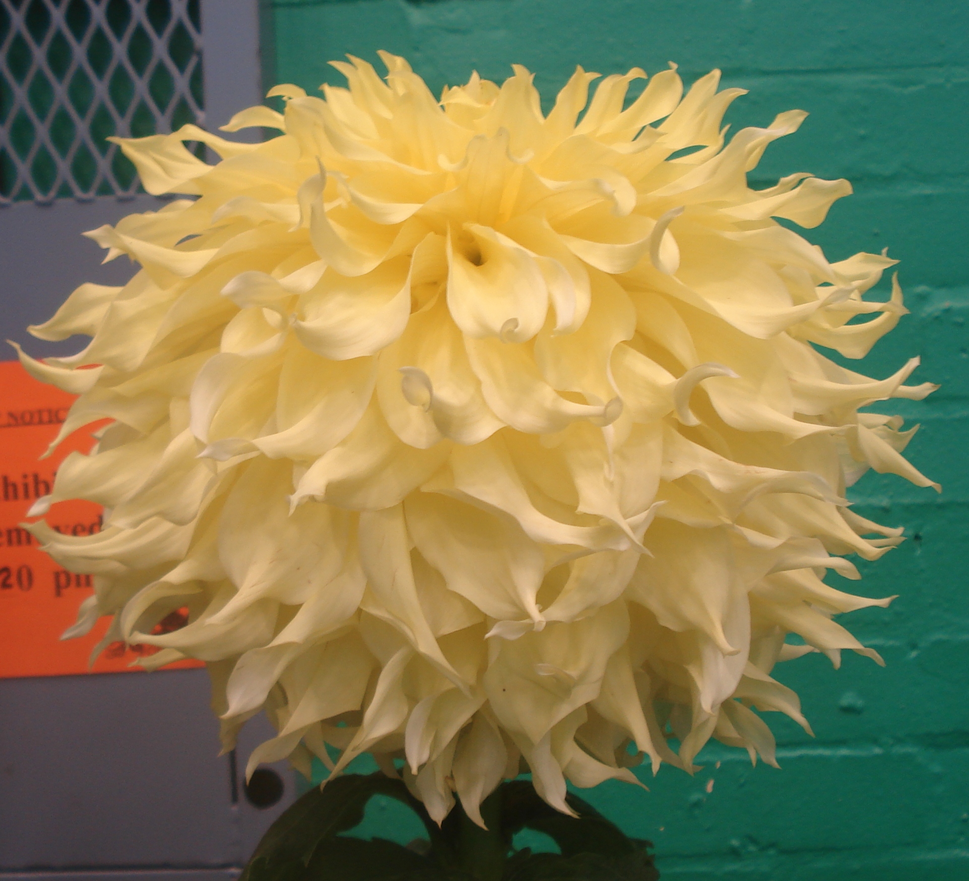 Louis White.jpg (9501 bytes)